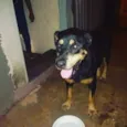 Rottweiler