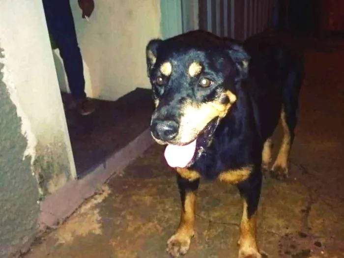 Cachorro ra a Rottweiler idade 7 a 11 meses nome Rottweiler