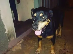 Cachorro raça Rottweiler idade 7 a 11 meses nome Rottweiler