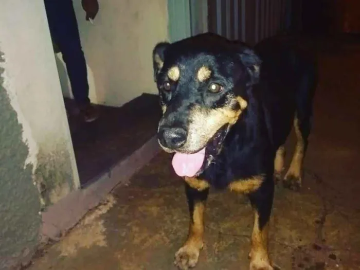 Cachorro ra a Rottweiler idade 7 a 11 meses nome Rottweiler