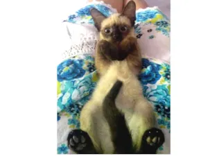 Gato raça SRD idade 2 a 6 meses nome Sem nome 