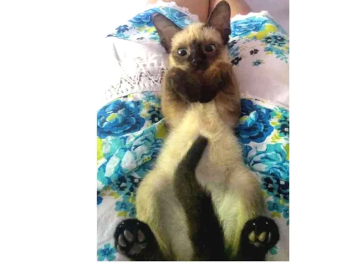 Gato ra a SRD idade 2 a 6 meses nome Sem nome 
