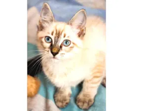 Gato raça SRD idade 2 a 6 meses nome Sansa