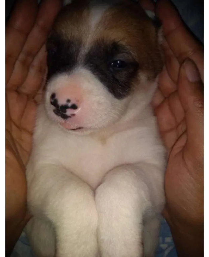 Cachorro ra a viralata  idade Abaixo de 2 meses nome mel,rubi,babI,lola