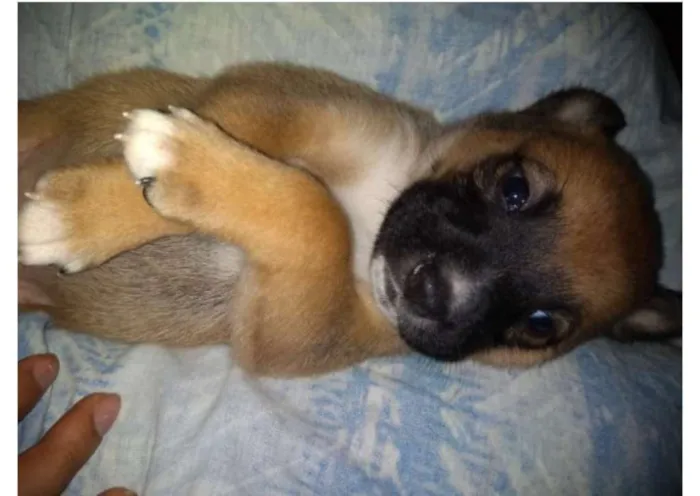 Cachorro ra a viralata  idade Abaixo de 2 meses nome mel,rubi,babI,lola