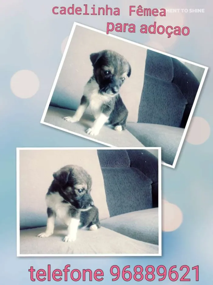 Cachorro raça Vira lata idade Abaixo de 2 meses nome Vitoria