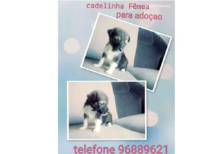 Cachorro raça Vira lata idade Abaixo de 2 meses nome Vitoria