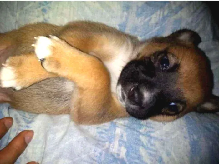 Cachorro ra a viralata  idade Abaixo de 2 meses nome mel,rubi,babI,lola