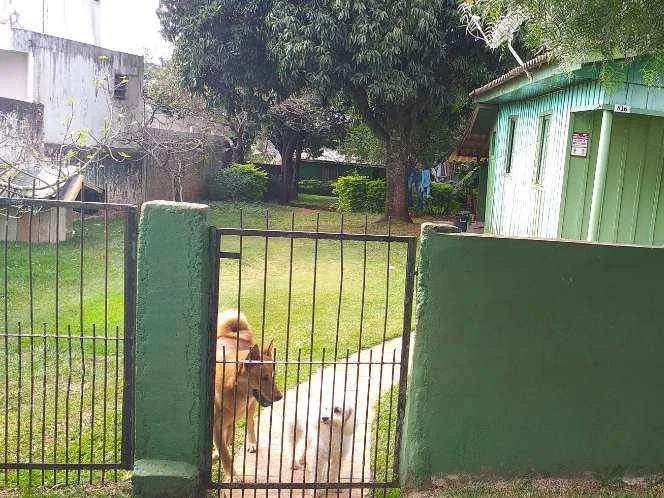 Cachorro ra a  idade 3 anos nome Lola