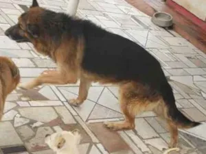 Cachorro raça Pastor Alemão  idade 6 ou mais anos nome Cané