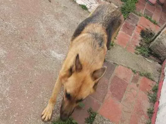 Cachorro ra a Pastor Alemão  idade 4 anos nome Luar