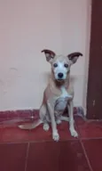 TICO