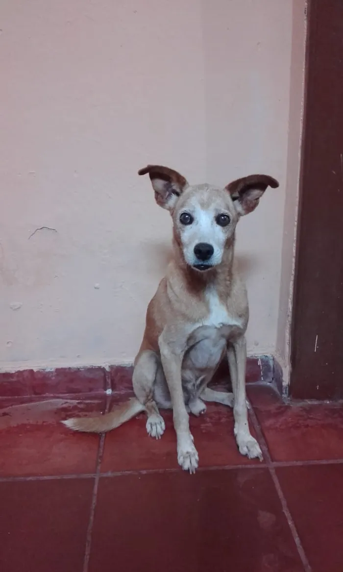 Cachorro ra a Vira  Lata idade 6 ou mais anos nome TICO