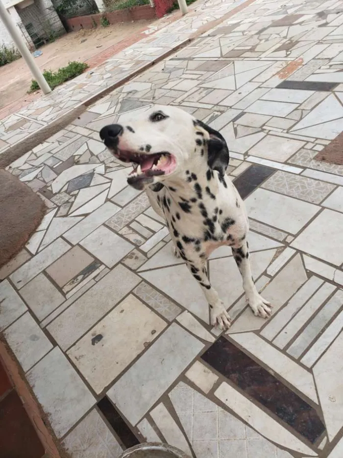 Cachorro ra a Dálmata idade 1 ano nome Jhony