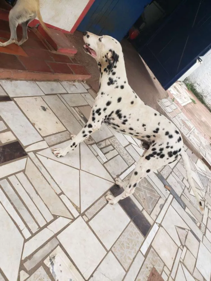 Cachorro ra a Dálmata idade 1 ano nome Jhony