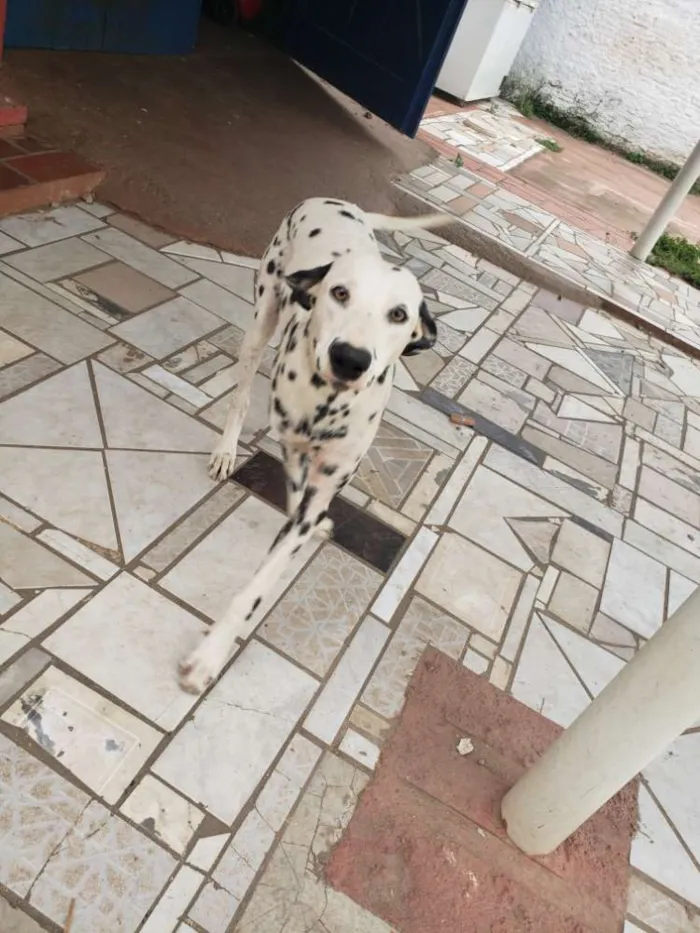 Cachorro ra a Dálmata idade 1 ano nome Jhony