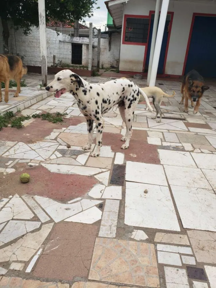 Cachorro ra a Dálmata idade 1 ano nome Jhony