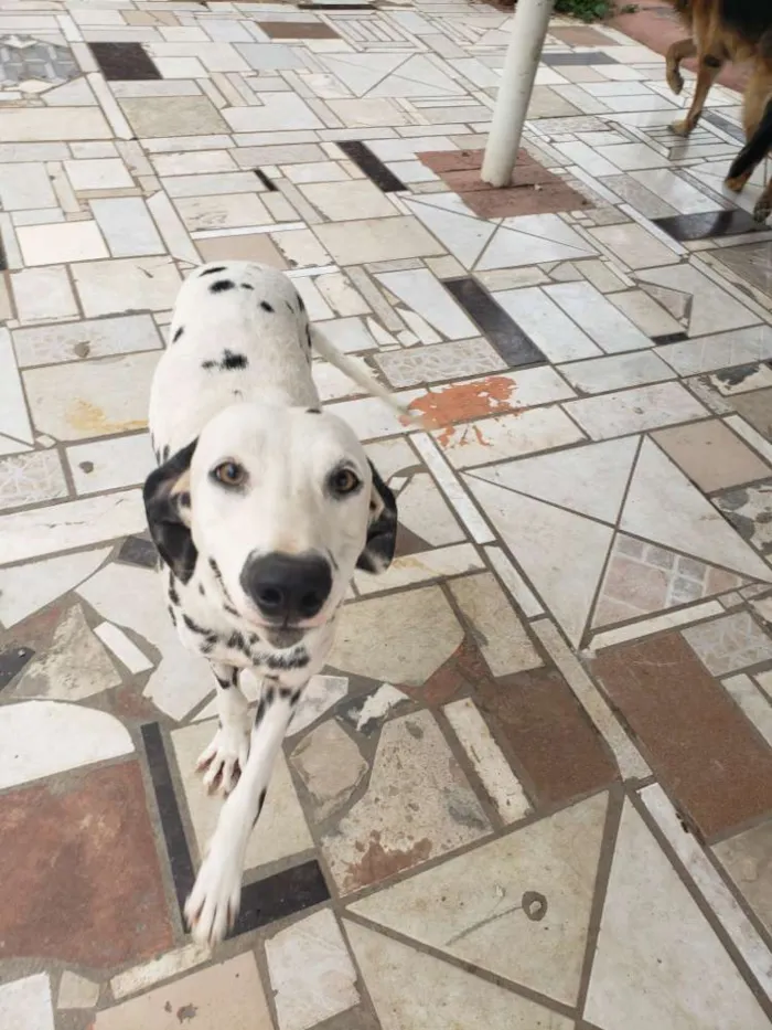 Cachorro ra a Dálmata idade 1 ano nome Jhony