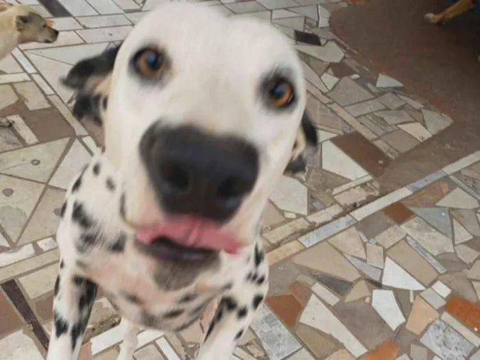 Cachorro ra a Dálmata idade 1 ano nome Jhony