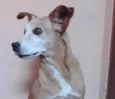 TICO
