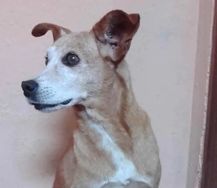 Cachorro ra a Vira  Lata idade 6 ou mais anos nome TICO