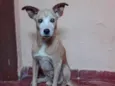 TICO