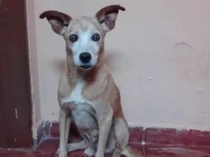 Cachorro raça Vira  Lata idade 6 ou mais anos nome TICO