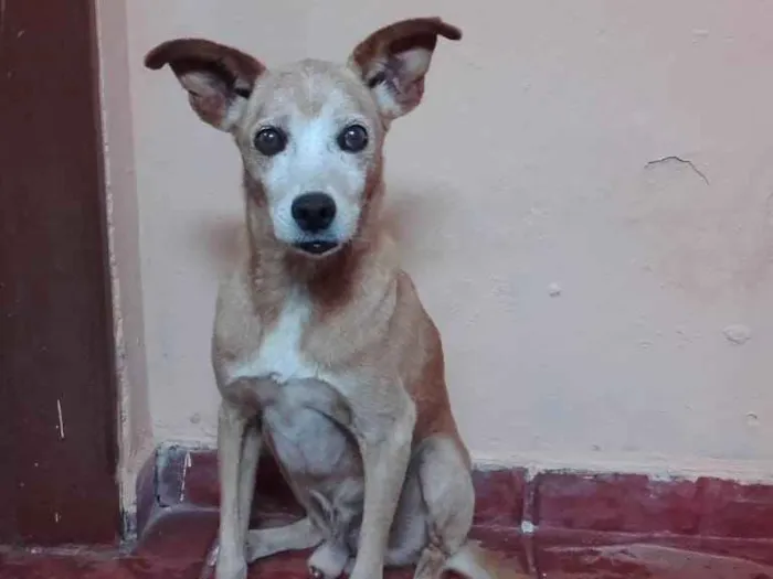 Cachorro ra a Vira  Lata idade 6 ou mais anos nome TICO