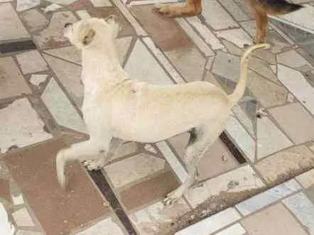 Cachorro ra a Indefinida idade 4 anos nome July