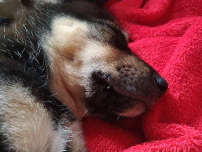 Cachorro ra a SRD idade 2 a 6 meses nome O Novo Tutor Escolhe