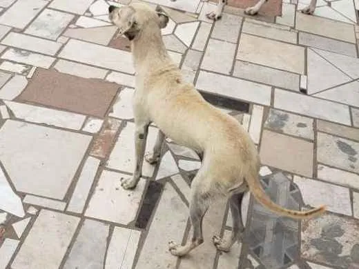 Cachorro ra a Indefinida idade 4 anos nome July