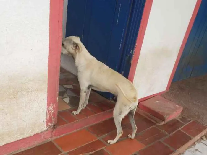 Cachorro ra a Indefinida idade 4 anos nome July