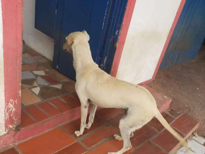 Cachorro ra a Indefinida idade 4 anos nome July