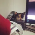 Cora