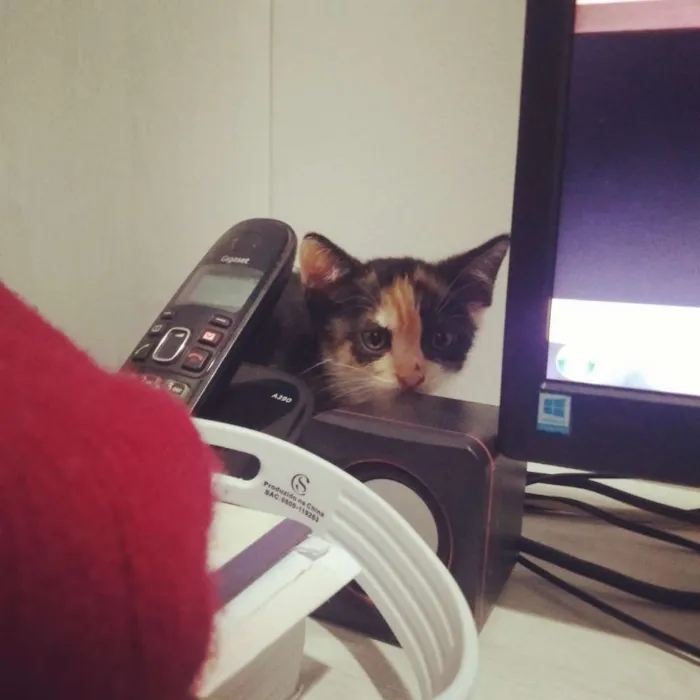Gato ra a SRD idade Abaixo de 2 meses nome Cora