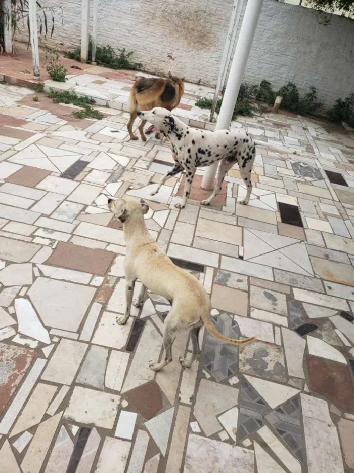 Cachorro ra a Pastor Alemão e Dálmata  idade 5 anos nome Turminha bagunceira