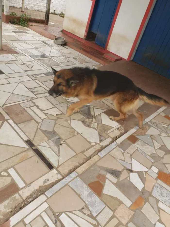 Cachorro ra a Pastor Alemão e Dálmata  idade 5 anos nome Turminha bagunceira