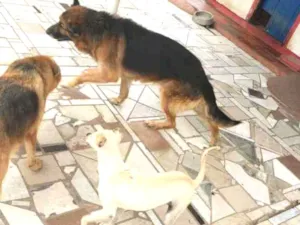 Cachorro raça Pastor Alemão e Dálmata  idade 5 anos nome Turminha bagunceira