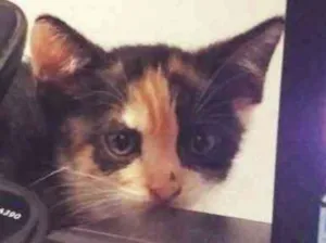 Gato raça SRD idade Abaixo de 2 meses nome Cora