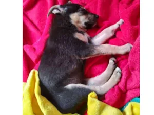Cachorro raça SRD idade 2 a 6 meses nome O Novo Tutor Escolhe