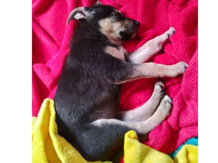 Cachorro ra a SRD idade 2 a 6 meses nome O Novo Tutor Escolhe