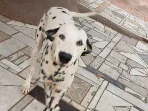 Cachorro raça Dálmata idade 1 ano nome Jhony