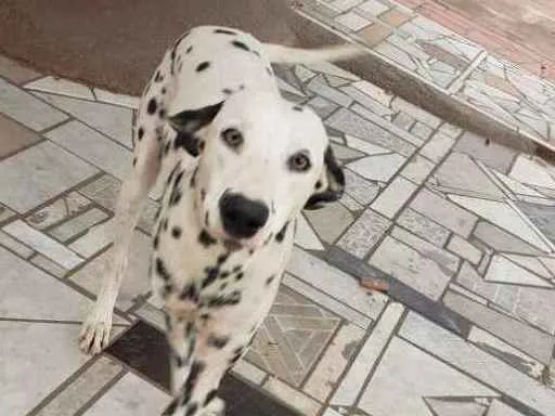 Cachorro ra a Dálmata idade 1 ano nome Jhony