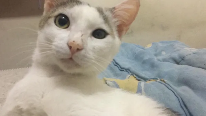 Gato raça Sem raça definida idade 1 ano nome Abandonado