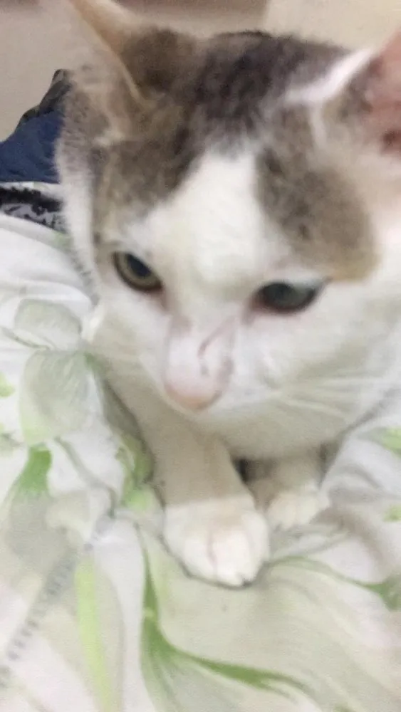 Gato raça Sem raça definida idade 1 ano nome Abandonado