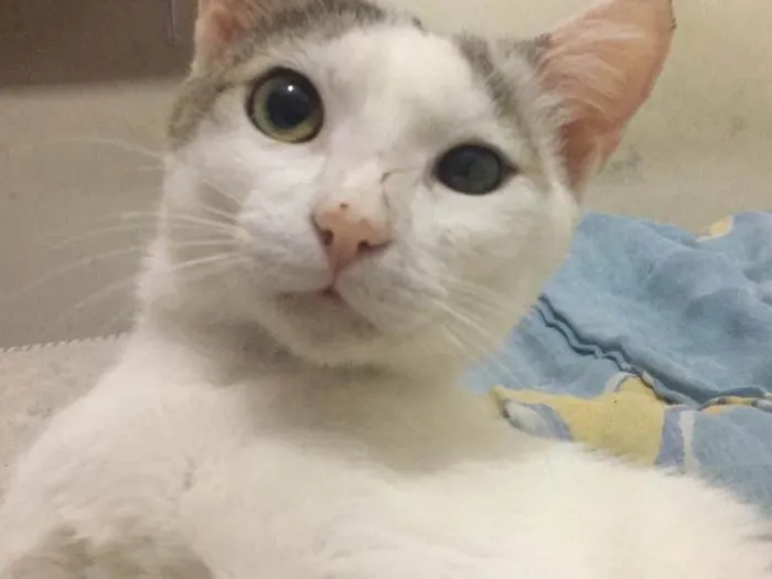 Gato raça Sem raça definida idade 1 ano nome Abandonado