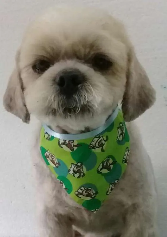 Cachorro ra a  idade 5 anos nome Duduzinho Pequeno