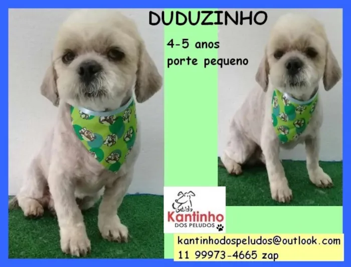Cachorro ra a  idade 5 anos nome Duduzinho Pequeno