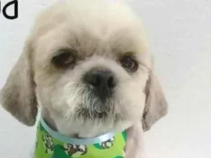 Cachorro raça  idade 5 anos nome Duduzinho Pequeno