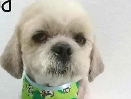 Cachorro ra a  idade 5 anos nome Duduzinho Pequeno